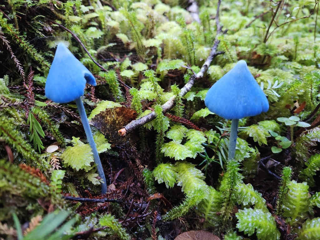 Entoloma hochstetteri · March 2025 · photo: © archie_tarn (iNaturalist, cc-by)