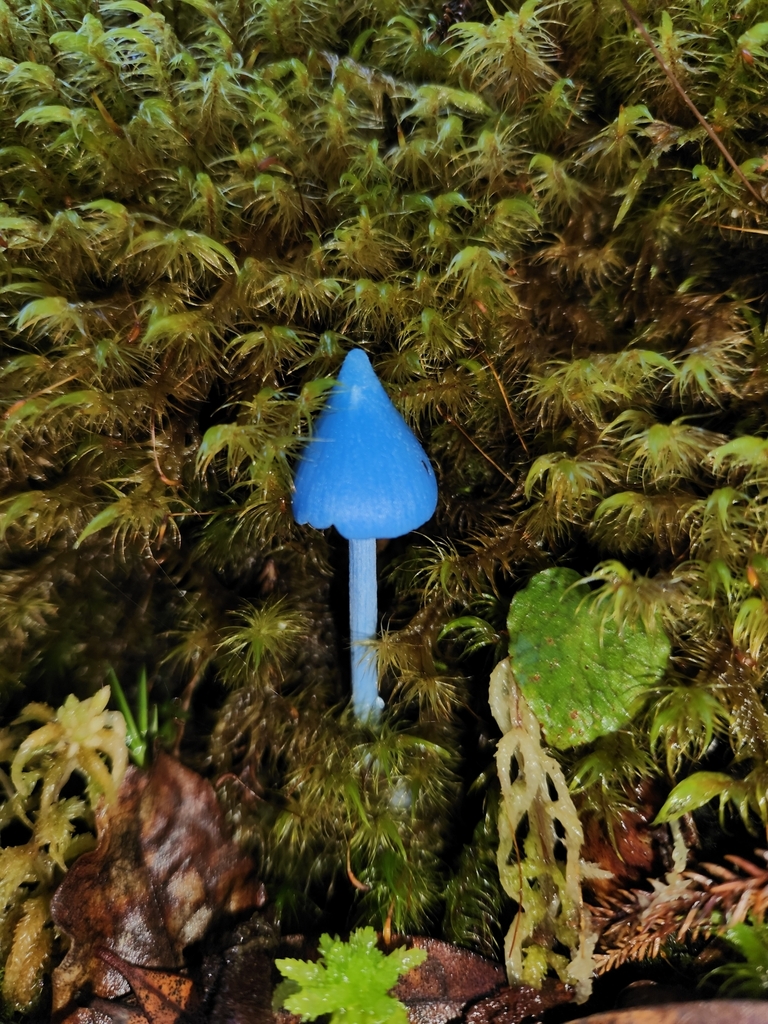 Entoloma hochstetteri · March 2025 · photo: © archie_tarn (iNaturalist, cc-by)