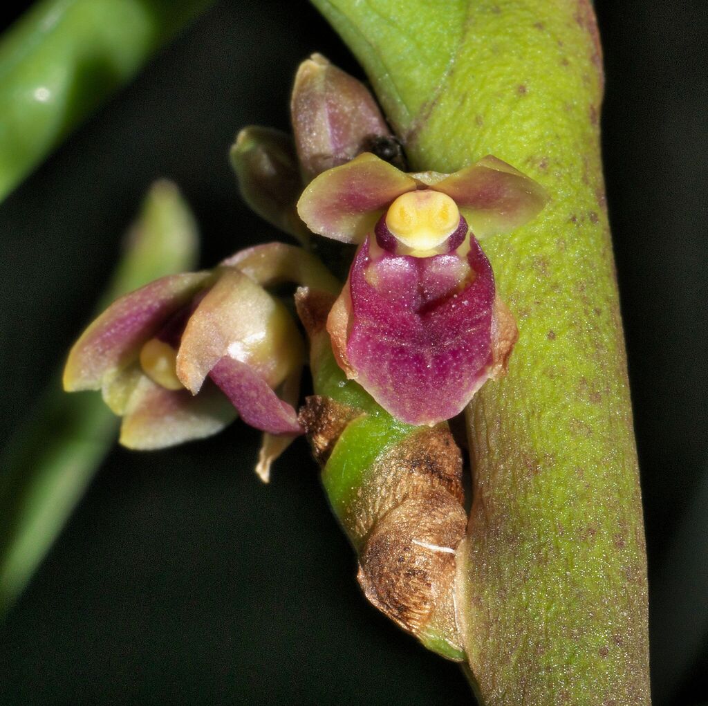 Luisia zollingeri (Luisia zollingeri)