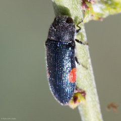 Acmaeodera acanthicola