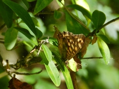 Pararge aegeria tircis