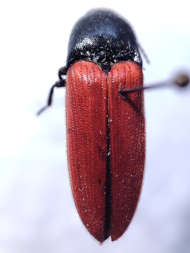 Ampedus pomonae