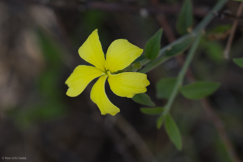 Haplophyton crooksii (Haplophyton crooksii)