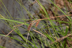 Carex flacca