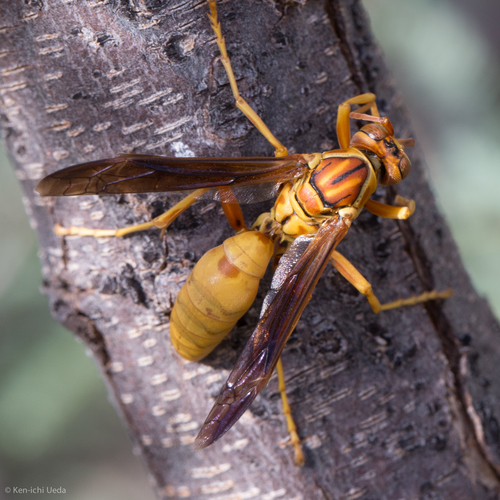 Yellow Paper Wasp