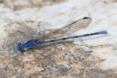 Argia sabino