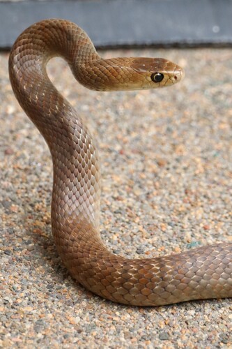 Eastern Brown Snake sighting