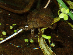Abedus indentatus