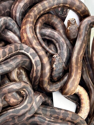 Coastal Carpet Python sighting