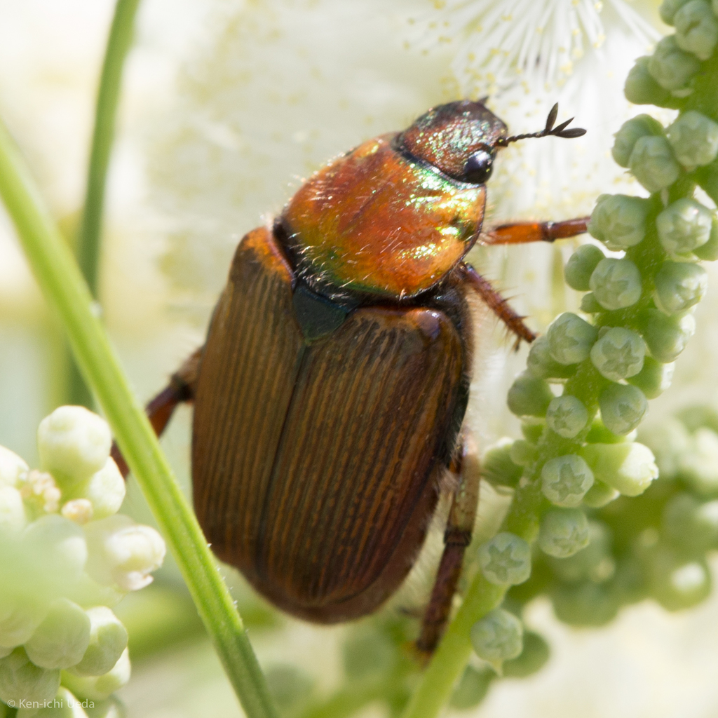Strigoderma pimalis