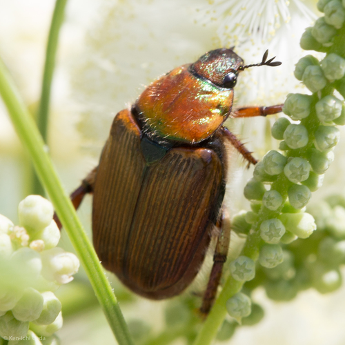 Strigoderma pimalis