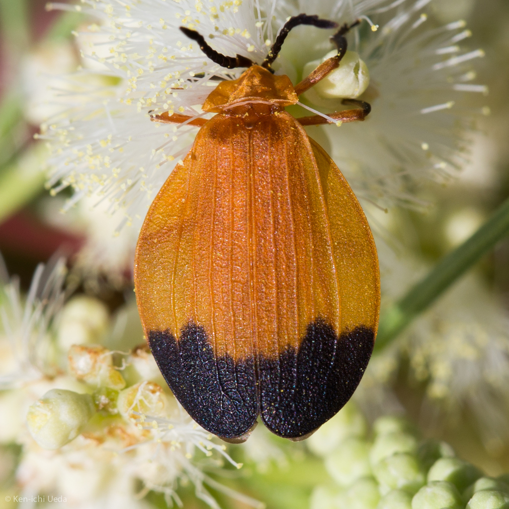 Lycus fernandezi