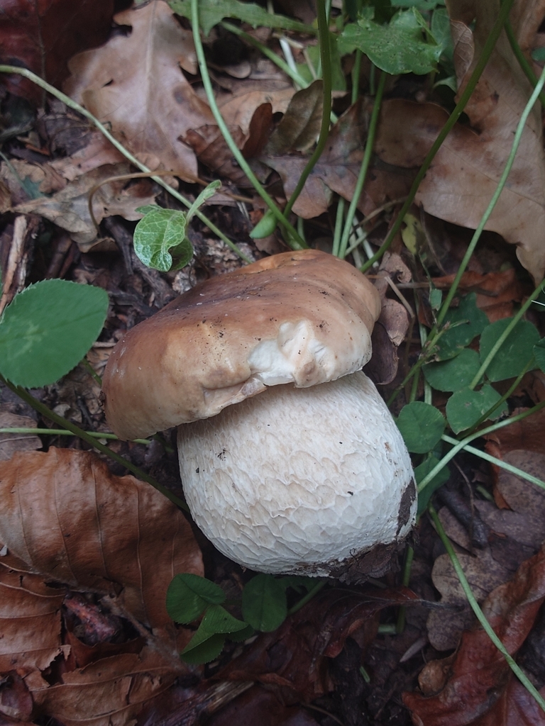 Boletus edulis · March 2025 · photo: © bythepark (iNaturalist, cc-by-nc)