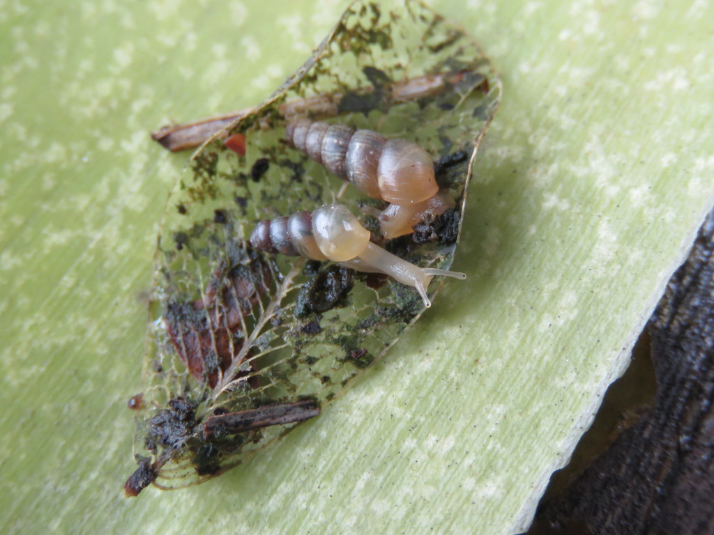 Leptinaria monodon