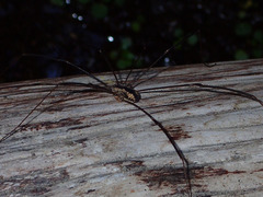 Leuronychus pacificus