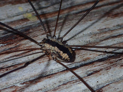 Leuronychus pacificus