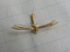 Gillmeria pallidactyla