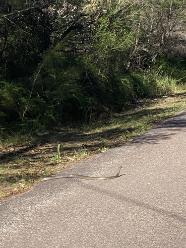 Eastern Brown Snake sighting