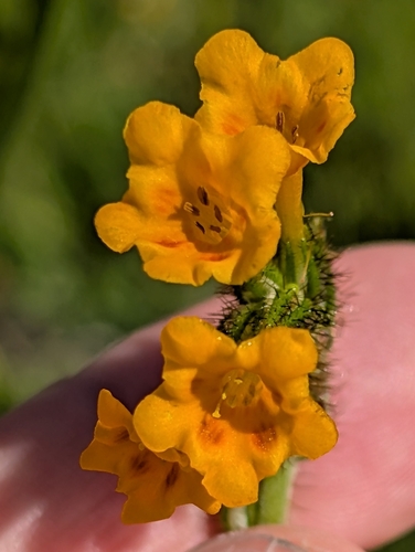 Eastwood's fiddleneck (Amsinckia eastwoodiae)