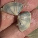 リュウキュウナミノコ