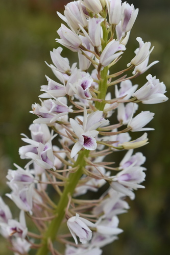 Pale Cinderella Orchid (Eulophia barbata)