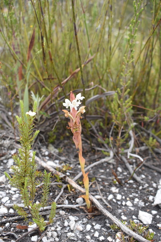Image of Satyrium acuminatum by (c) Justin Ponder, some rights reserved (CC BY)