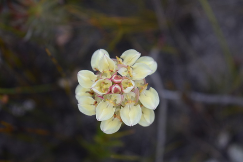 Ivory Shield Orchid (Ceratandra globosa)