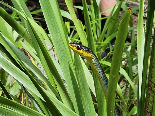Common Tree Snake sighting