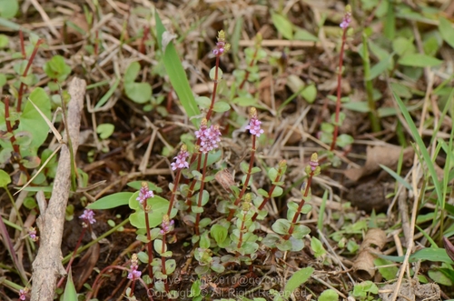 roundleaf toothcup