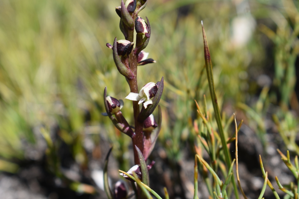 Disa ocellata