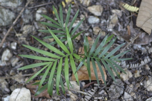 Parlour Palm (Chamaedorea elegans)