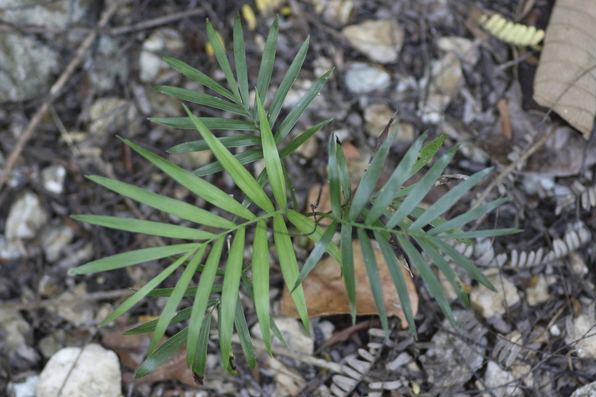 Parlour Palm (Chamaedorea elegans)