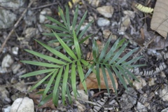 Parlour Palm (Chamaedorea elegans)