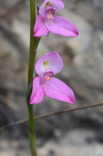 Image of Disa racemosa by (c) Justin Ponder, some rights reserved (CC BY)