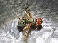 Senopterina caerulescens