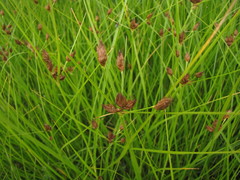 Bolboschoenus laticarpus