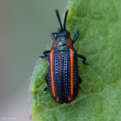 Microrhopala rubrolineata
