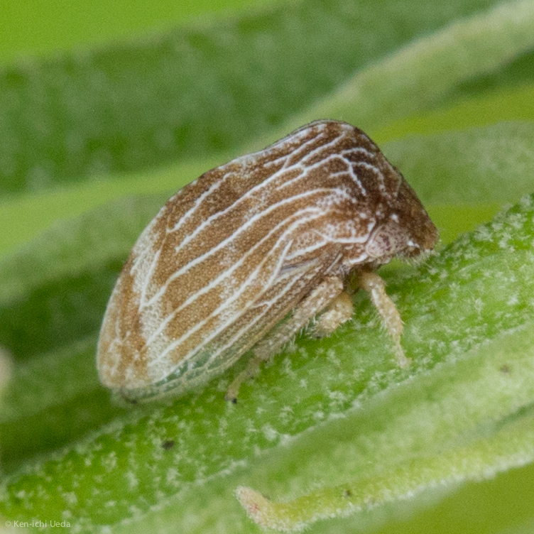 Publilia erecta