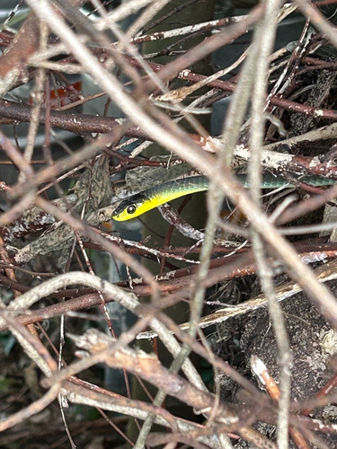 Common Tree Snake sighting