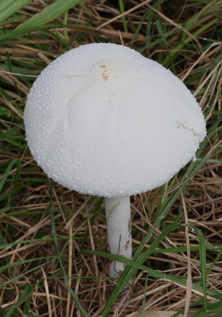 Macrolepiota dolichaula · March 2025 · photo: © lachlancopeland (iNaturalist, cc-by-sa)