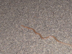 Arizona elegans philipi