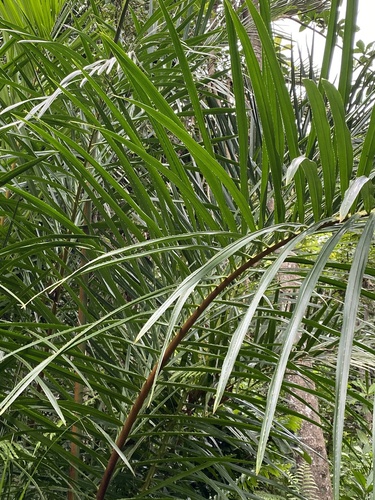 Foto de Gomeira