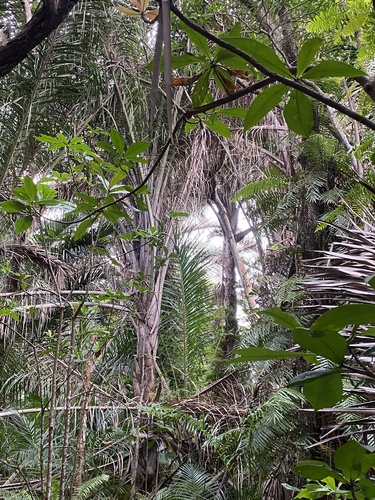 Foto de Gomeira