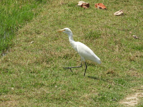 Eastern Cattle-Egret
