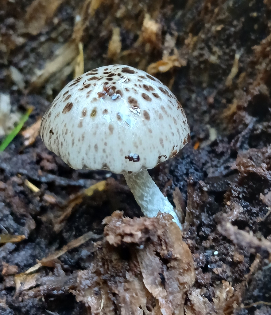 Bolbitius muscicola · March 2025 · photo: © claire_grace83 (iNaturalist, cc-by)