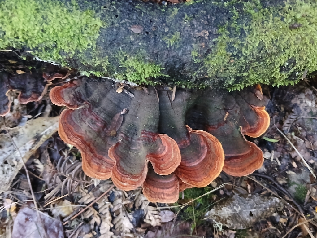 Stereum ostrea · March 2025 · photo: © claire_grace83 (iNaturalist, cc-by)