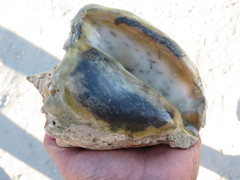 Macrostrombus costatus