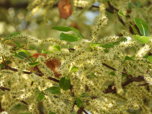 Terminalia neotaliala