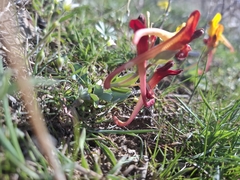 Margarita, CC BY, iNaturalist via GBIF Corydalis sewerzowii, photograph Margarita, CC BY, iNaturalist via GBIF