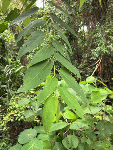 Trema tomentosum observed 2025-03-19